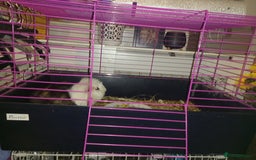 Tan rabbits for sale: 2 Female guinea pigs - Image 2