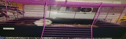 Tan rabbits for sale: 2 Female guinea pigs - Advert 2