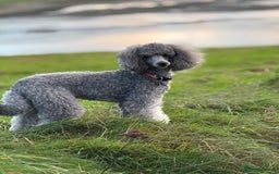 Miniature Poodle dogs for stud: Mr A Siekiera  - Image 3