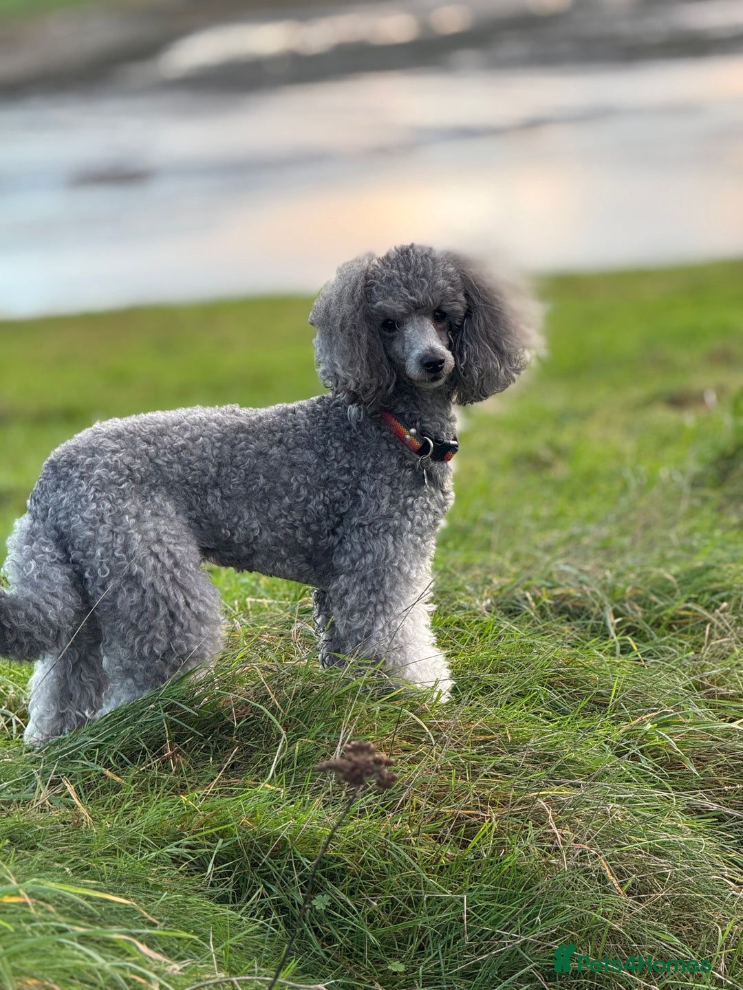 Miniature Poodle dogs for stud: Mr A Siekiera  - Image 3