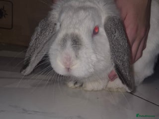English Lop rabbits White lop - Advert 1