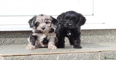 Cockapoo dogs - Advert 2