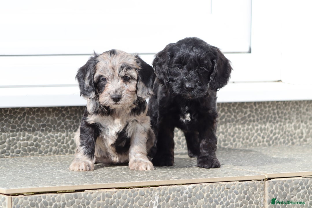 Cockapoo dogs for sale: F1 Cockapoo puppies for sale  - Image 3