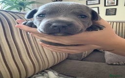 Staffordshire Bull Terrier dogs for sale: 8 Staffordshire Bull Terriers  - Image 22