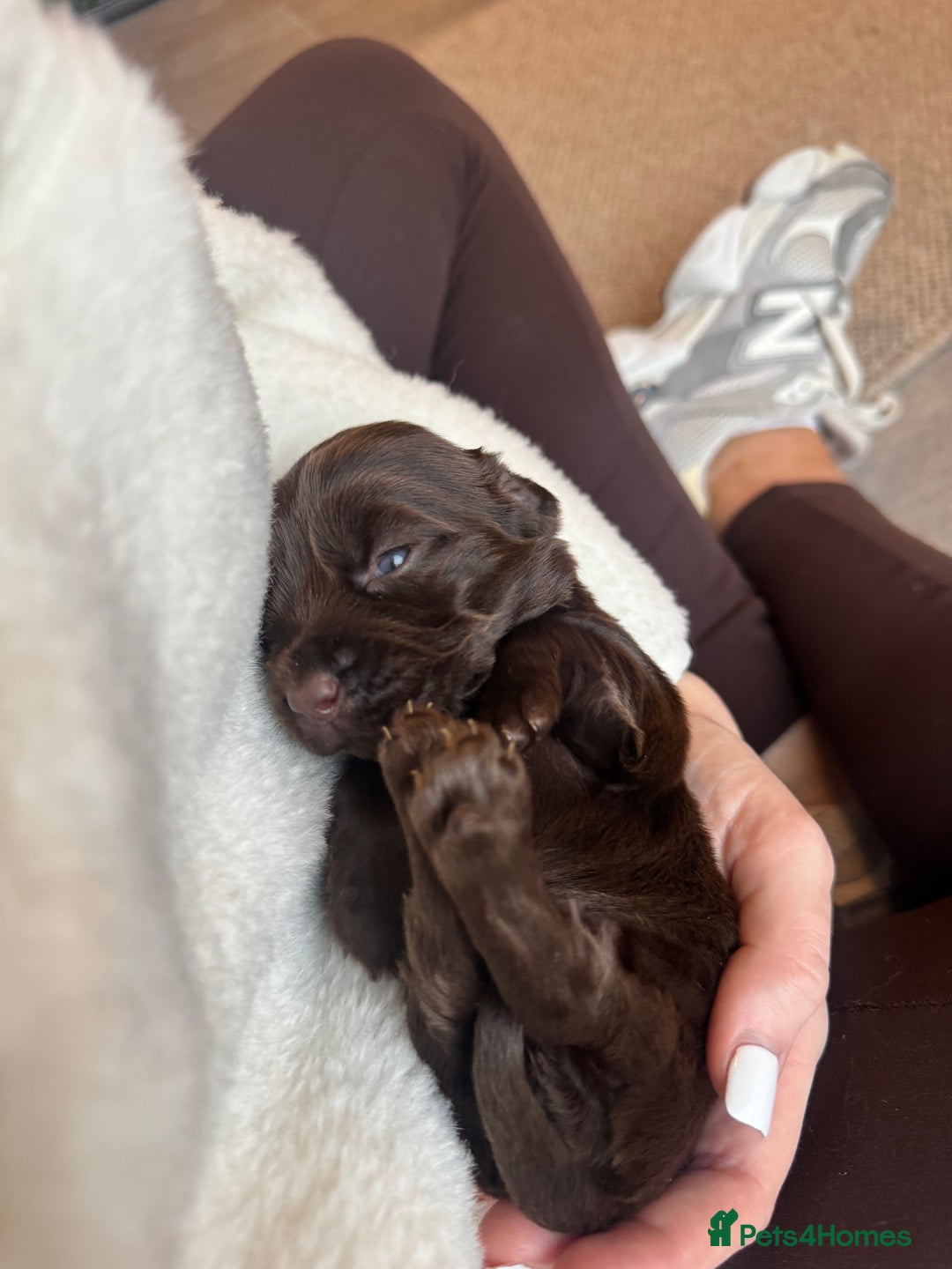 Cockerdor dogs for sale: Cockerdor/ Spanador Puppies. KC registered parents - Advert 12