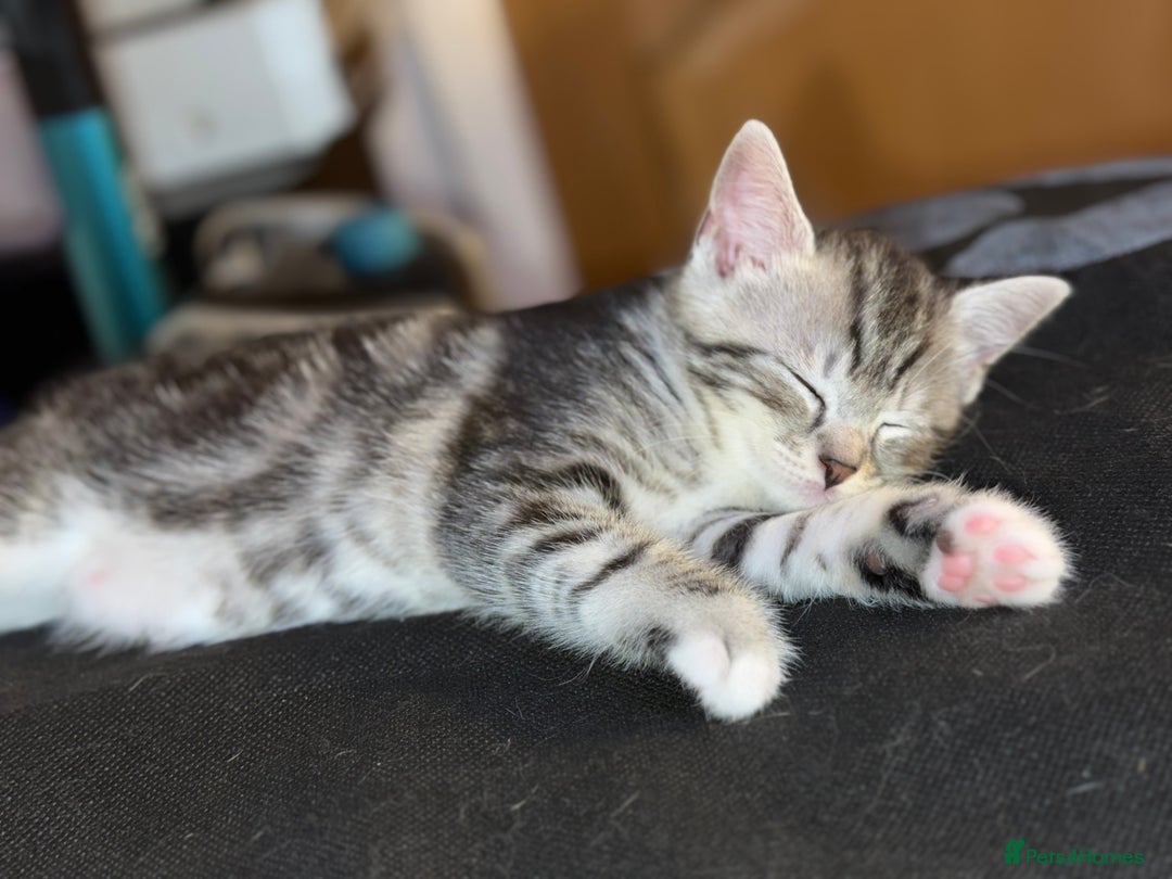 Mixed Breed cats for sale: 3 beautiful kittens available  - Advert 11