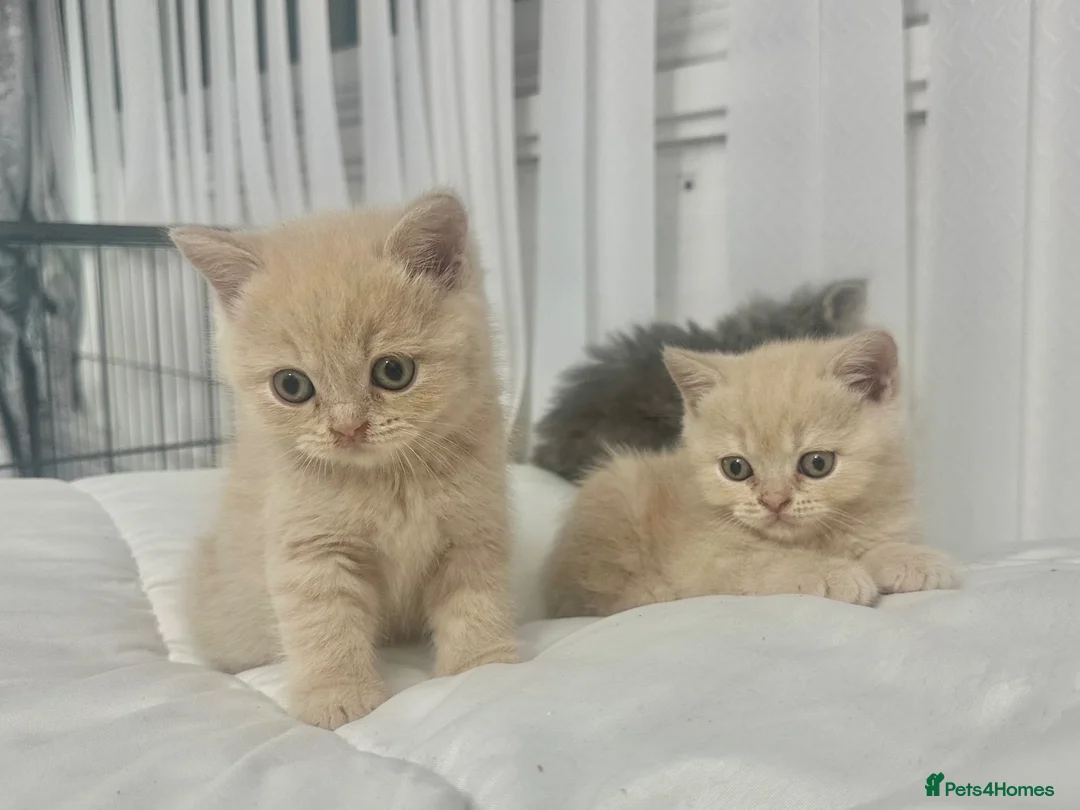 British Shorthair cats for sale: ⭐️ 6 BRITISH CREAM SHORTHAIR ⭐️ - Advert 2