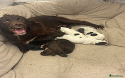 Cocker Spaniel dogs for sale: Male cocker spaniels  - Image 1