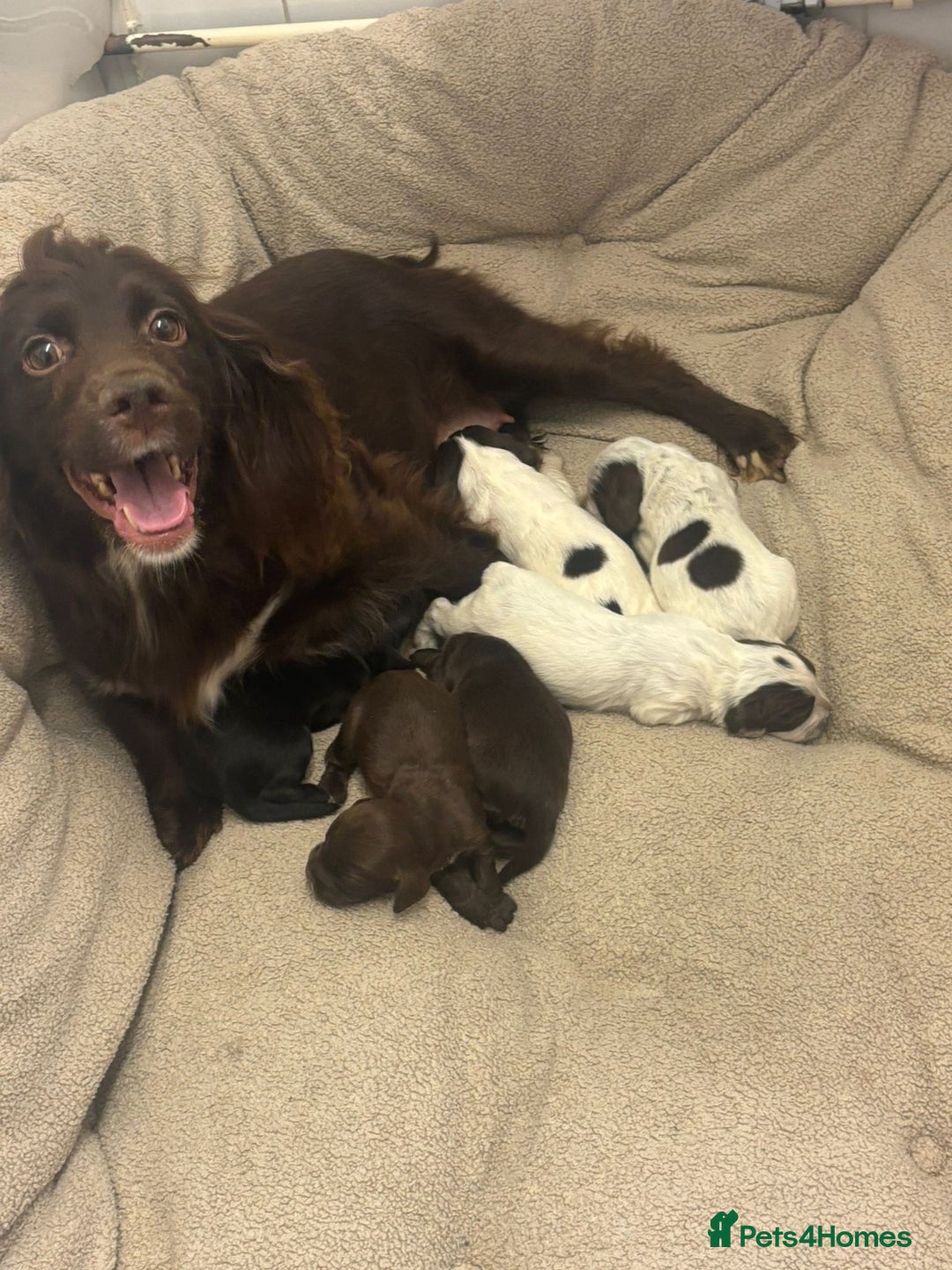 Cocker Spaniel dogs for sale: Male cocker spaniels  - Image 1