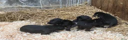 Deerhound dogs for sale: Deerhound puppies  - Advert 7