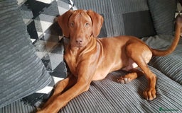 Rhodesian Ridgeback dogs for sale: EXCEPTIONAL OPPORTUNITY TO PURCHASE SHOW QUALITY  - Image 10