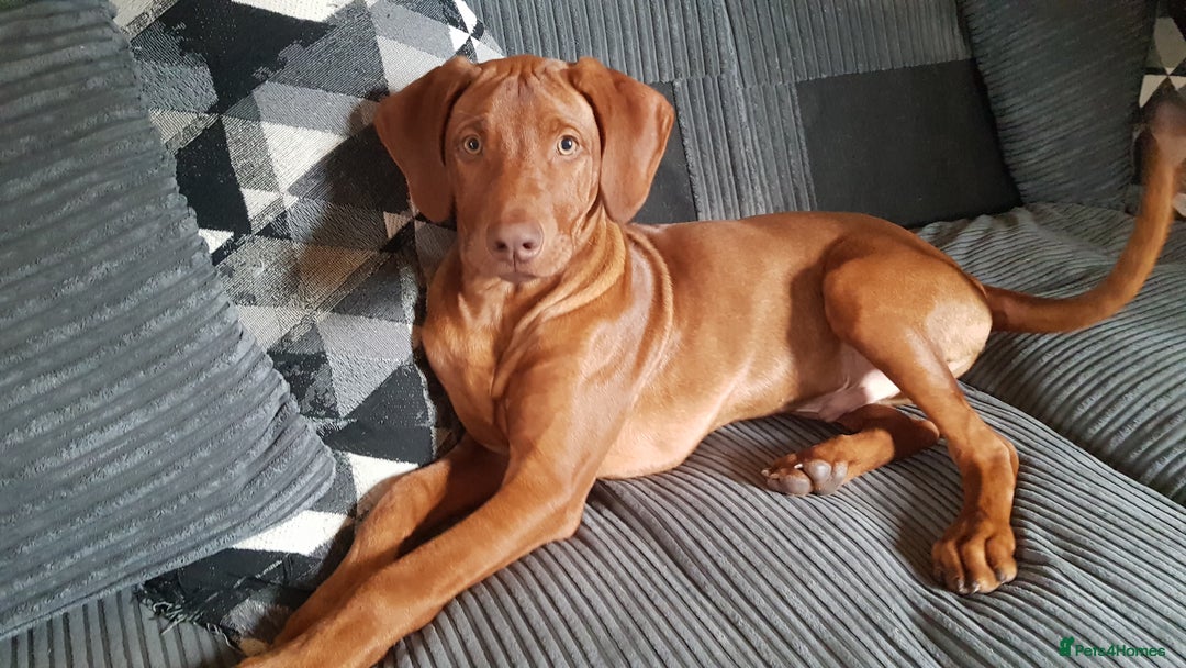 Rhodesian Ridgeback dogs for sale: EXCEPTIONAL OPPORTUNITY TO PURCHASE SHOW QUALITY  - Image 10
