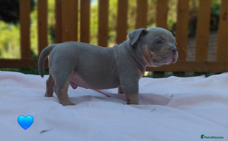 American Bully dogs - Advert 3