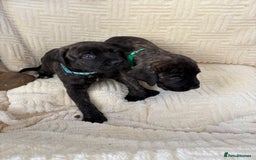 Mixed Breed dogs for sale: Cane Corso x boerboel  - Image 17