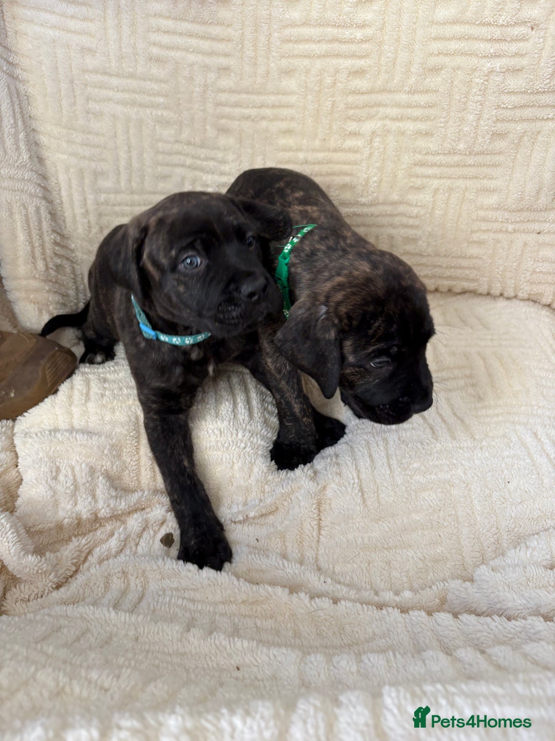 Mixed Breed dogs for sale: Cane Corso x boerboel  - Image 17