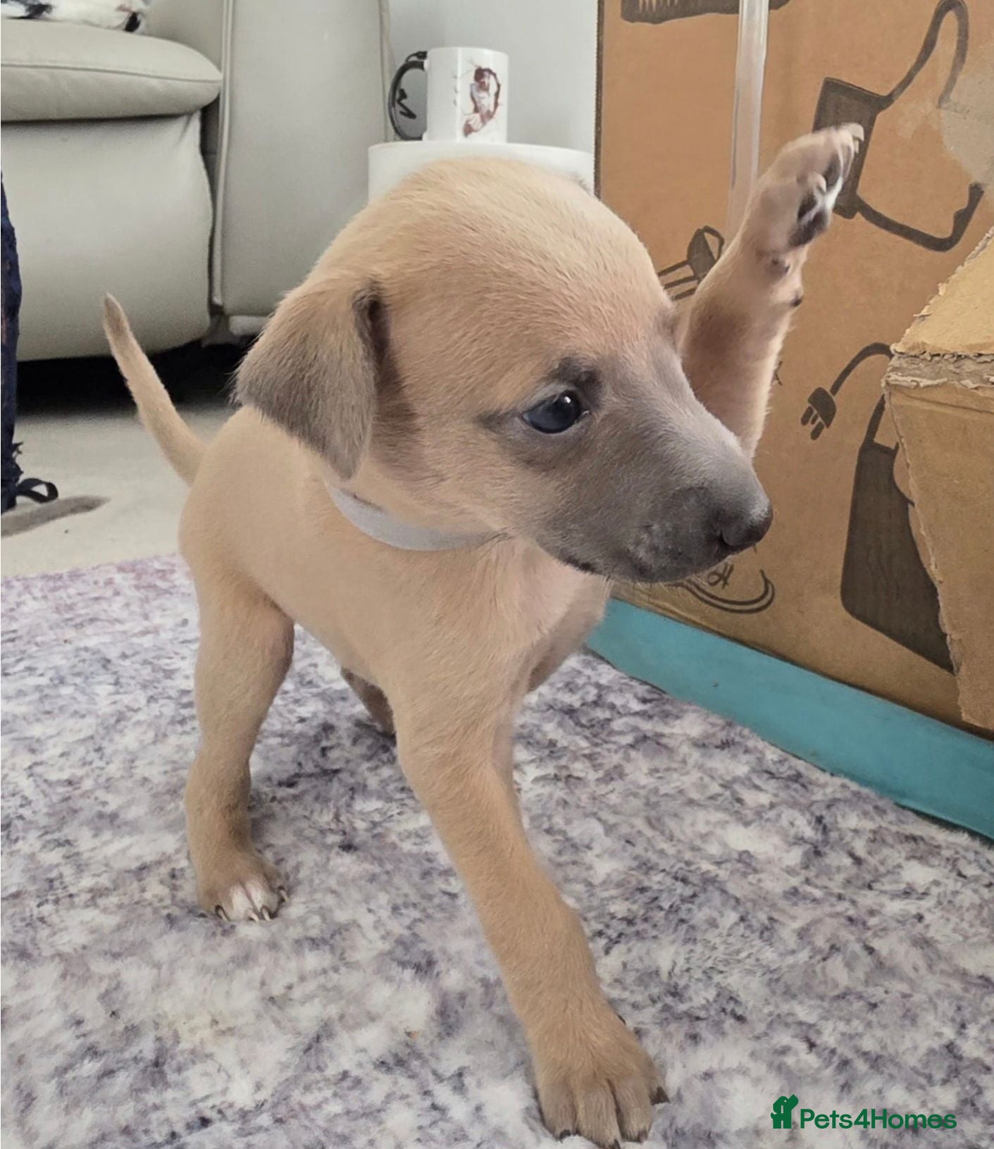 Mixed Breed dogs Stunning whippet/Italian greyhound puppies(wiggys) - Advert 18