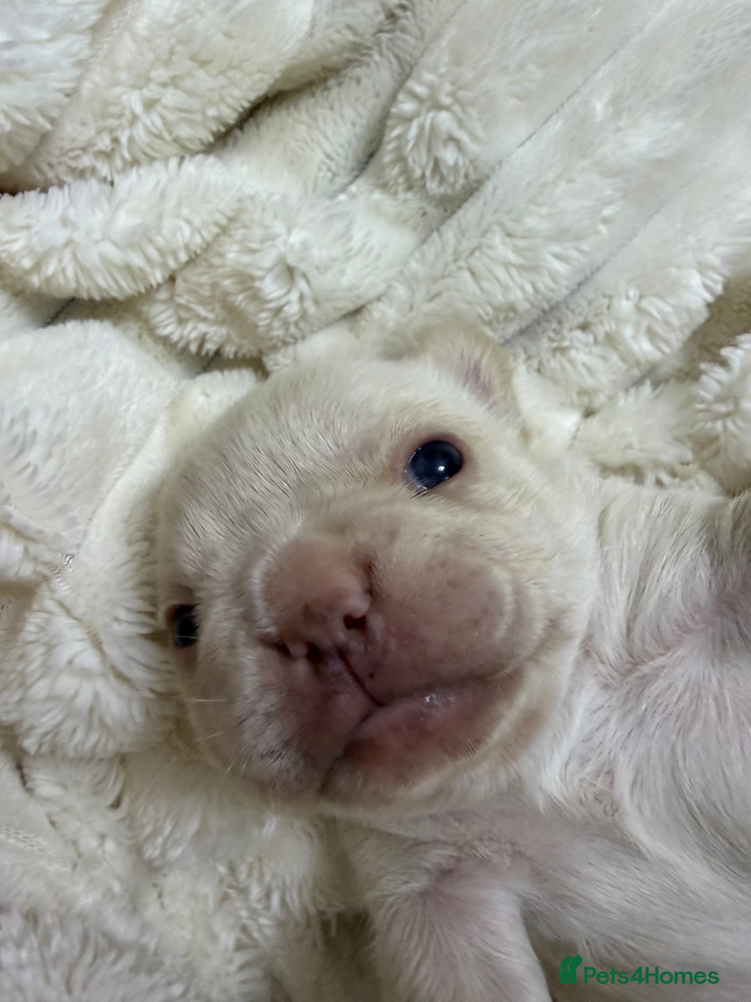 French Bulldog dogs for sale: French bulldog  - Advert 8