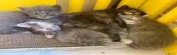 Ragcoon cats for sale: Gorgeous Mainecoon x ragdoll babies  - Advert 30