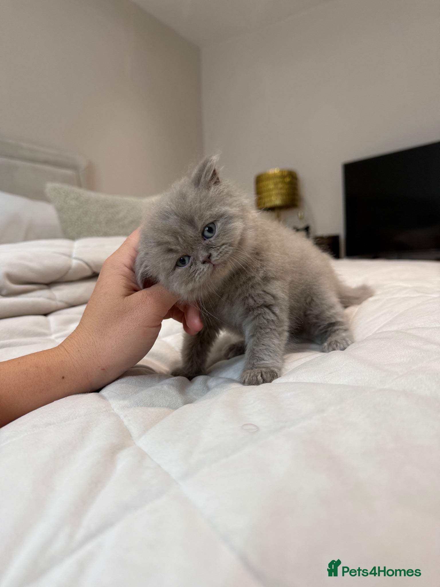 British Shorthair cats British shorthair X Scottish fold  - Advert 2