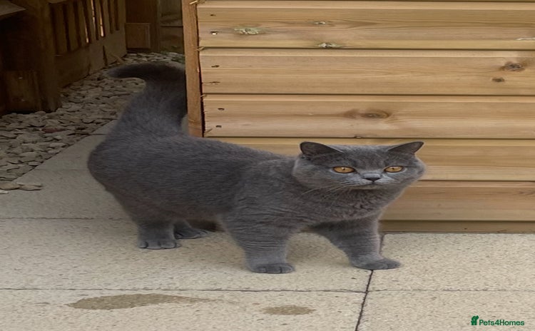British Shorthair cats - Advert 10
