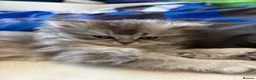 Persian cats for sale: Persians (1 girl left) - Advert 6