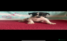 Jack Russell dogs for sale: Miniature Jack Russell - Image 7