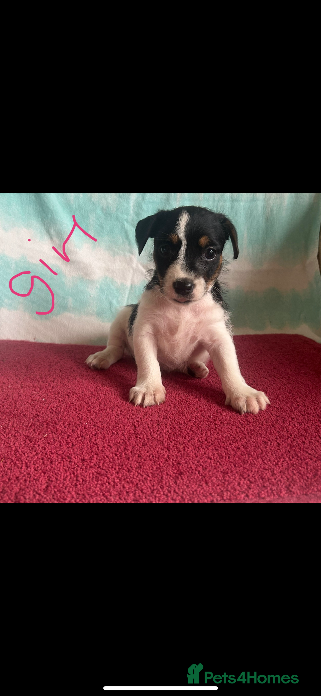 Jack Russell dogs for sale: Miniature Jack Russell - Image 7