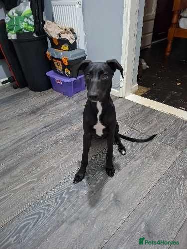 Mixed Breed dogs Shadow  - Advert 1