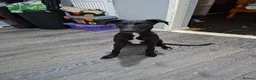 Mixed Breed dogs for sale: Shadow  - Advert 1
