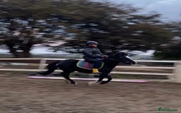Welsh Section A horses for sale: Super child’s pony  - Image 24