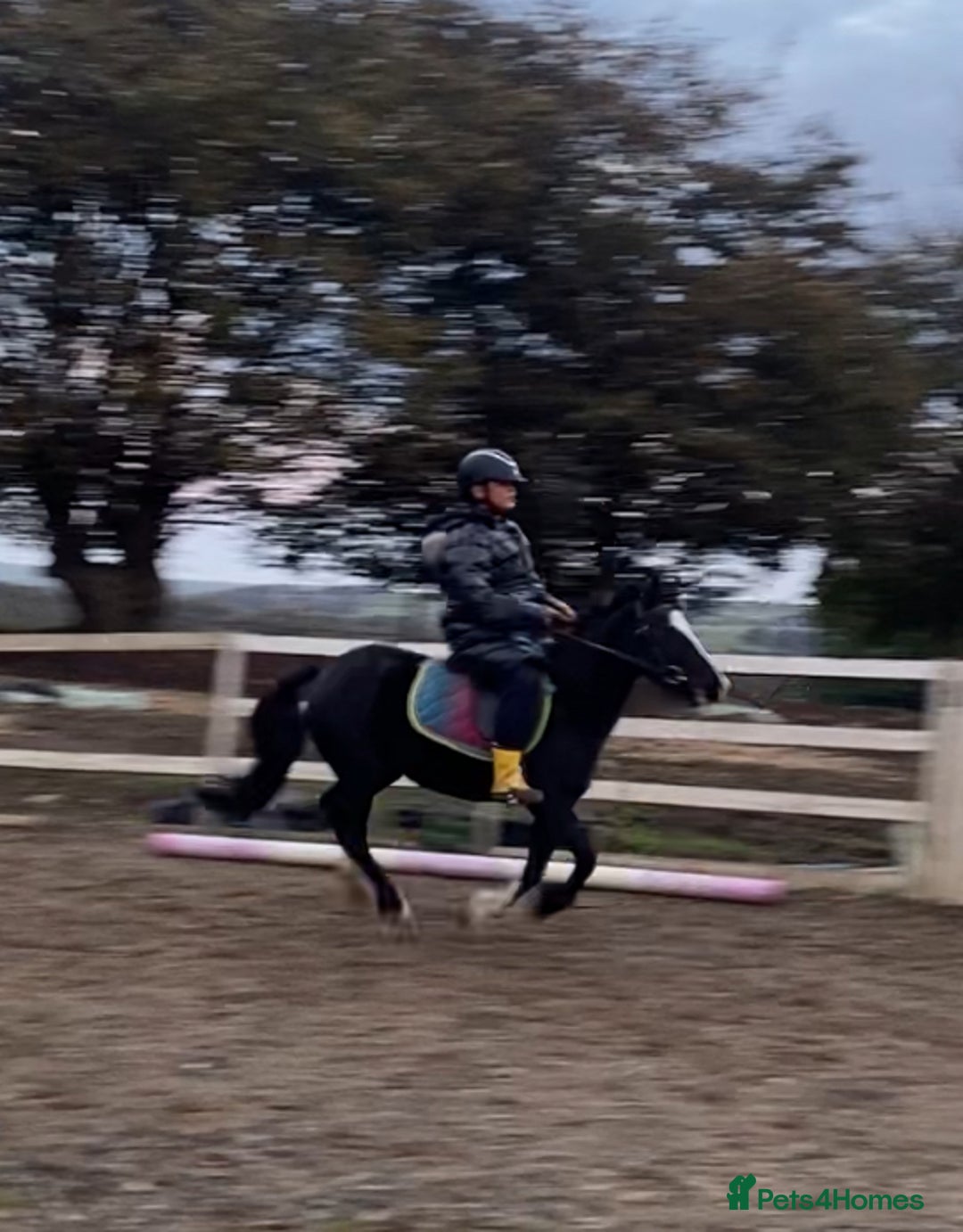 Welsh Section A horses for sale: Super child’s pony  - Image 24
