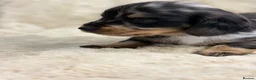 Miniature Dachshund dogs for sale: Stunning mini long haired dachshund puppies - Advert 5