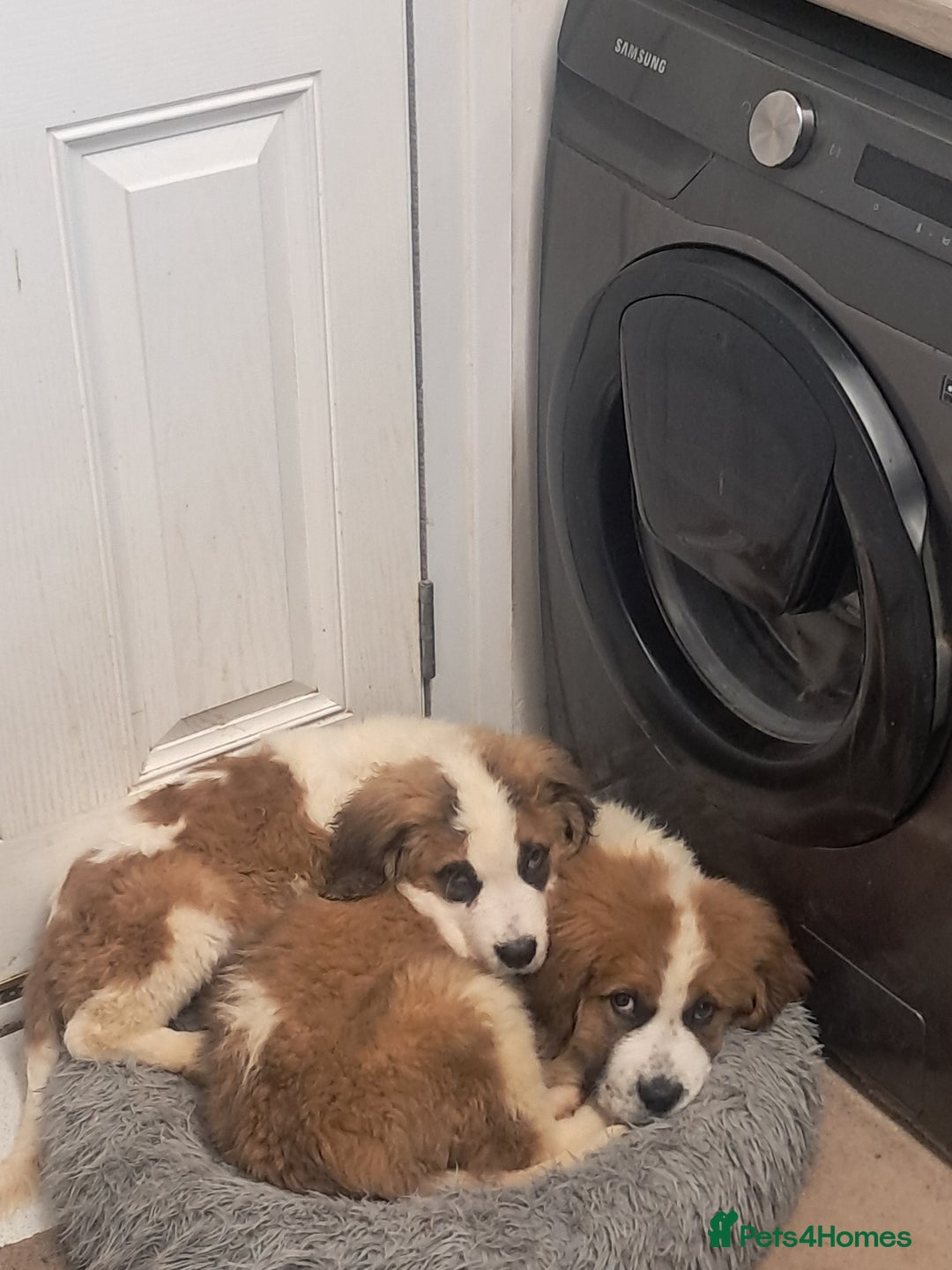 Saint Bernard dogs for sale: Saint bernard puppies 🐶  in Herne Bay - Image 2