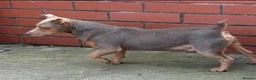 Jack Russell dogs for sale: New colour miniature jack Russel puppies  - Advert 2