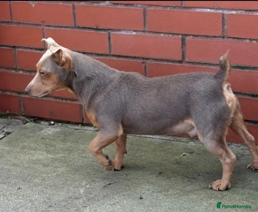 Jack Russell dogs for sale: New colour miniature jack Russel puppies  - Advert 2