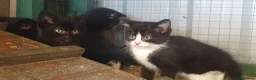 Mixed Breed cats for sale: Lovely kittens - Advert 4