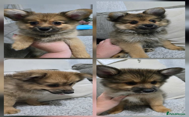 Pomchi dogs - Advert 1