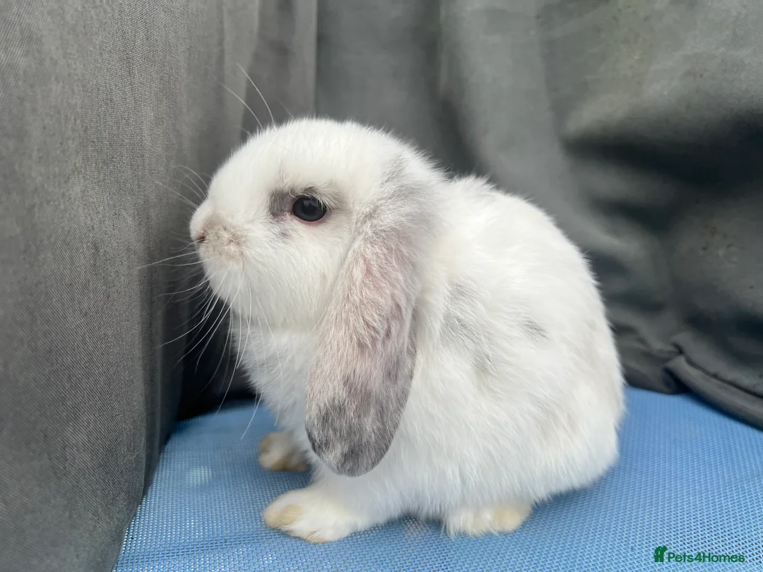 Mini Lop rabbits for sale: Lovely Baby Mini Lops - Advert 2