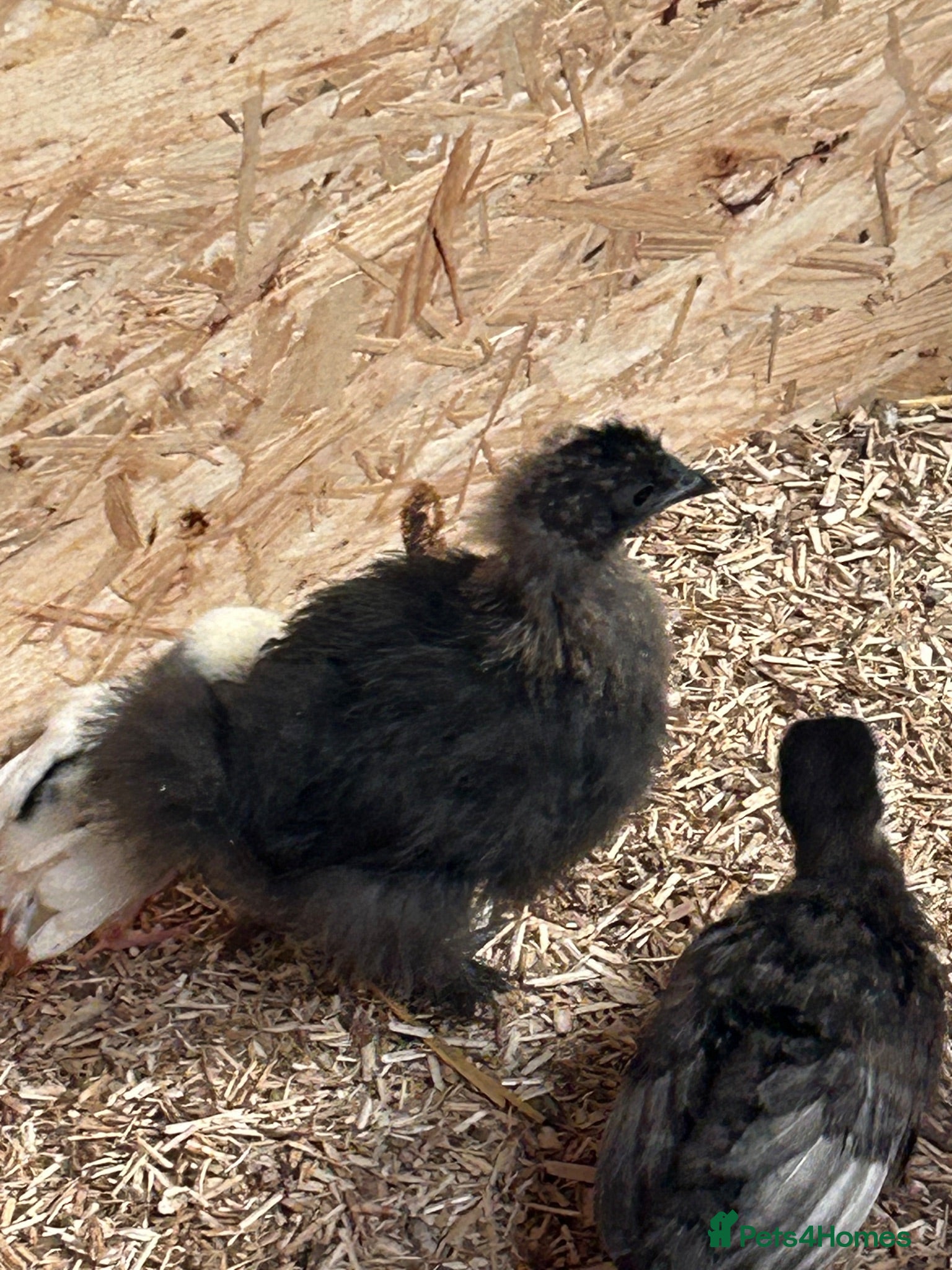 Turkeys poultry Turkey poults , Brahmas  . Silkies  - Advert 2