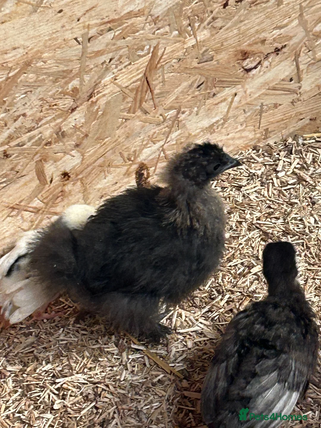 Turkeys poultry for sale: Turkey poults , Brahmas  . Silkies  in Halesowen - Advert 2