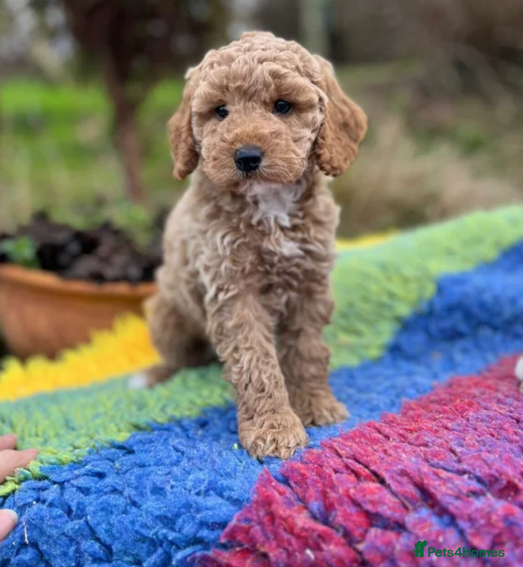 Cockapoo dogs for sale: Hypoallergenic, Fun & Full of Personalities - Advert 3