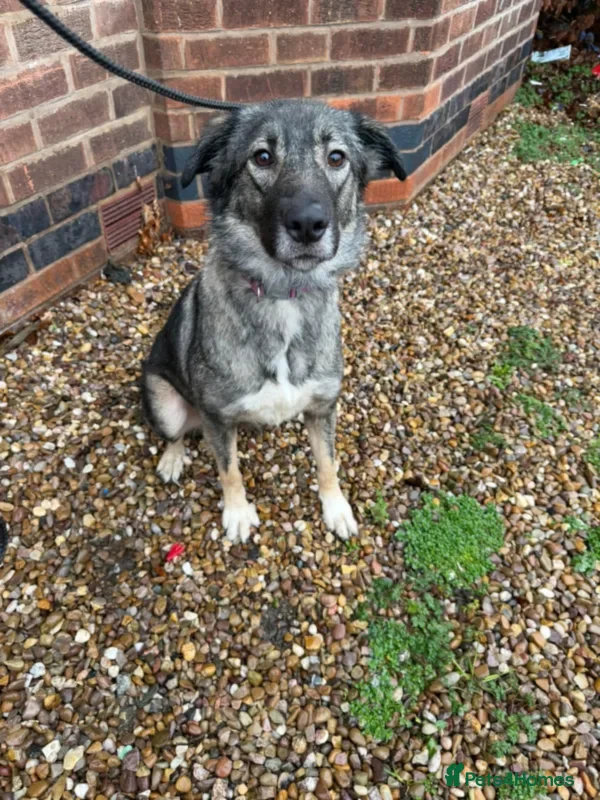 Mixed Breed dogs Nala  - Advert 2