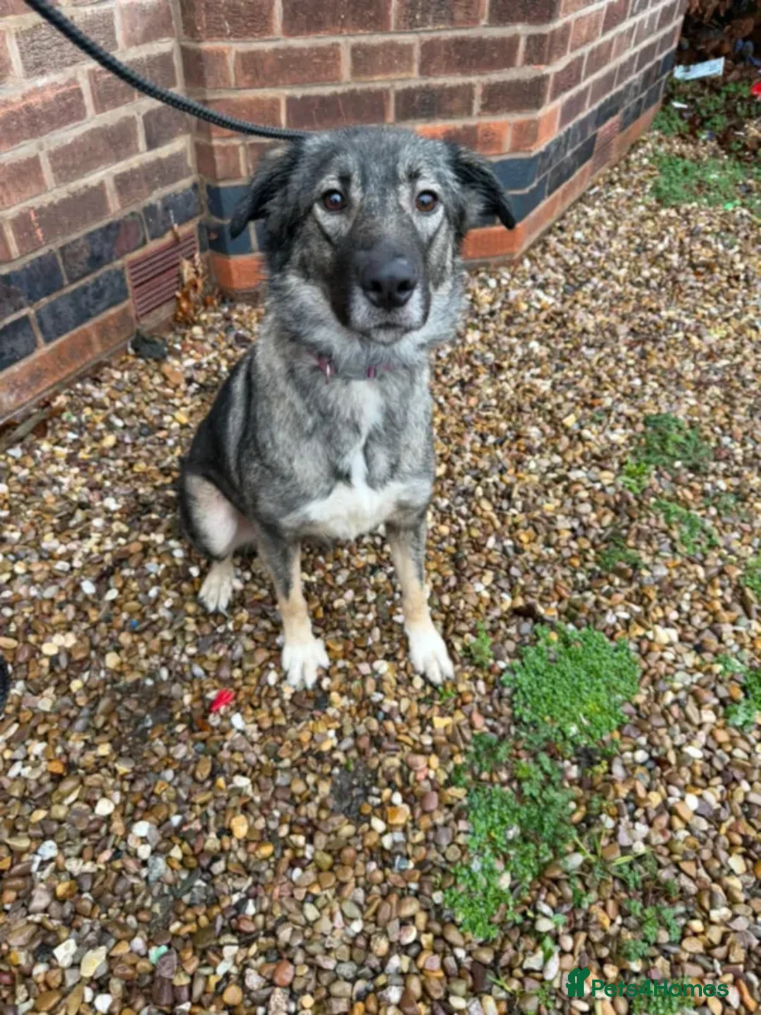 Mixed Breed dogs for adoption: Nala  - Advert 1