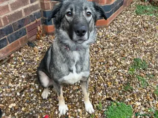 Mixed Breed dogs Nala - Advert 2