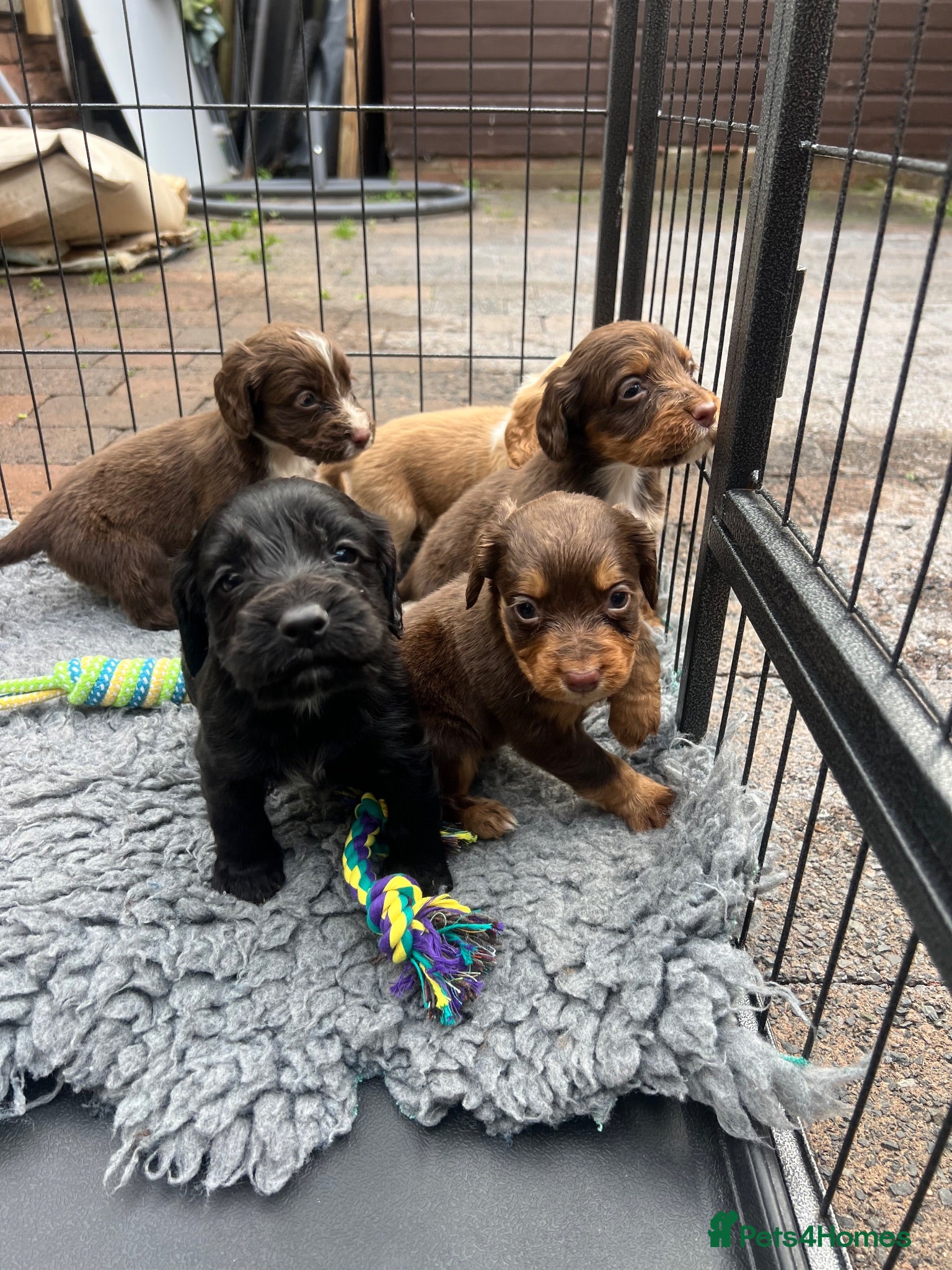 Cocker Spaniel dogs Cocker spaniel pups - Kc registered  - Advert 2