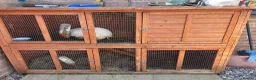 Dwarf Lop rabbits for sale: Rabbit looking for a new home - Advert 3