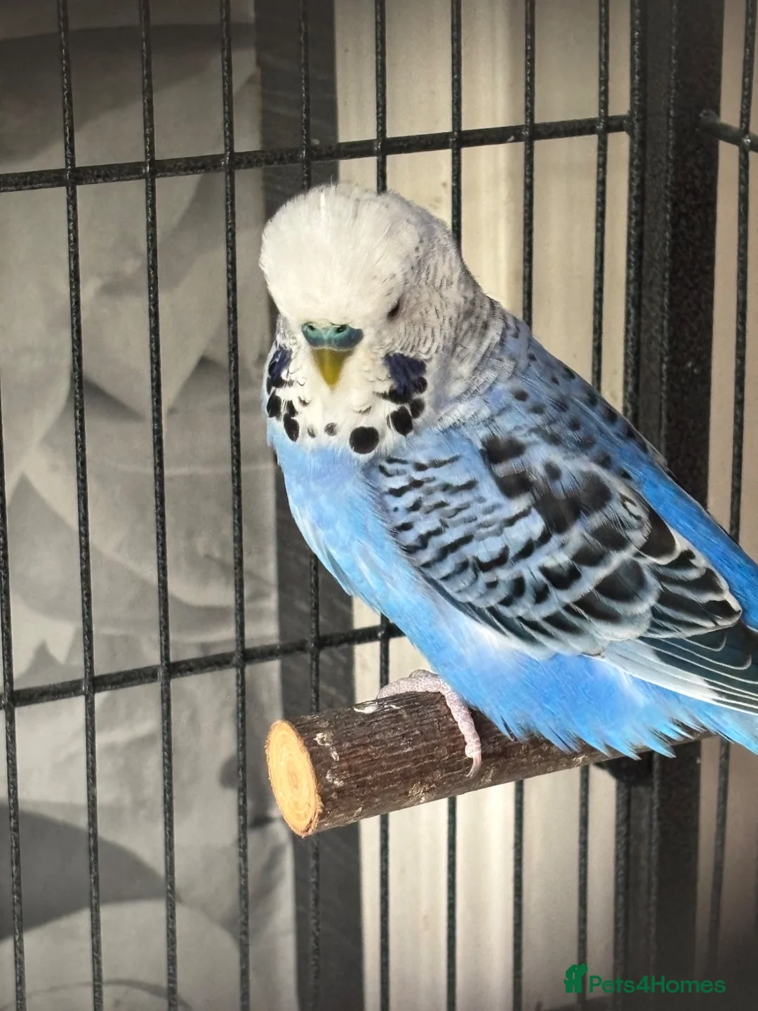 Budgerigars birds for sale: 2 male budgies for sale  - Advert 5