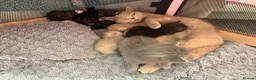 British Shorthair cats for sale: British Shorthair  - Advert 17
