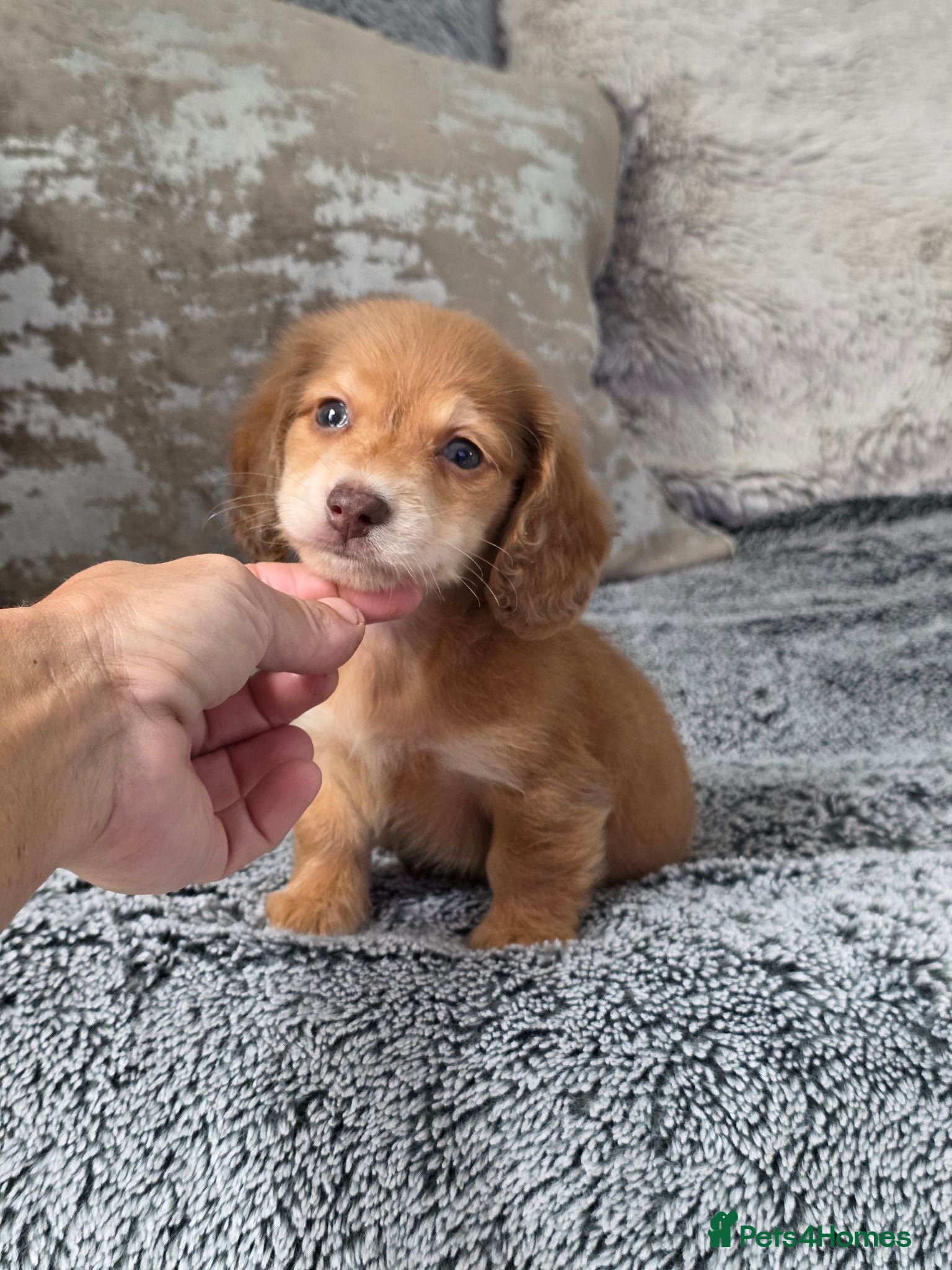 Miniature Dachshund dogs Cream male miniature Dachshund males - Advert 11