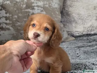 Miniature Dachshund dogs Cream male miniature Dachshund males - Advert 11